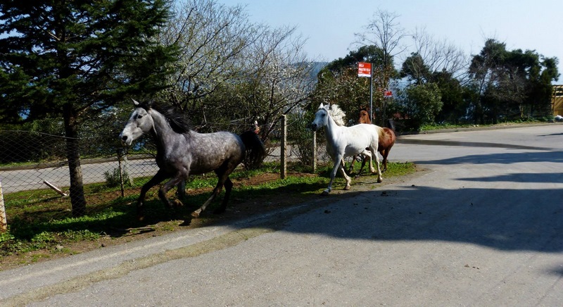 serial-travelers-turquie-istanbul-ile aux princes-buyukada-2 (Copier)