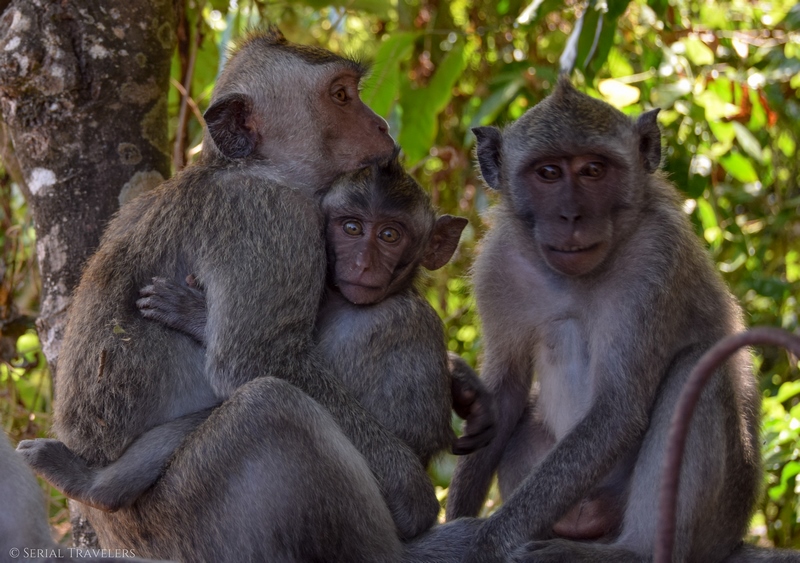 serial-travelers-bali-singe-macaque-bébé-famille-uluwatu