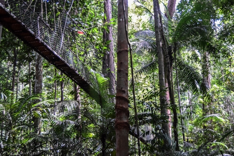 serial-travelers-malaisie-taman-negara-canopy-walk