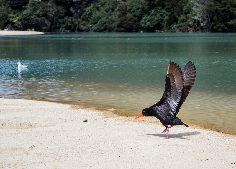 serial-travelers-nouvelle-zelande-roadtrip-randonnee-abel-tasman-apple-tree-bay-oiseau-huitrier-2