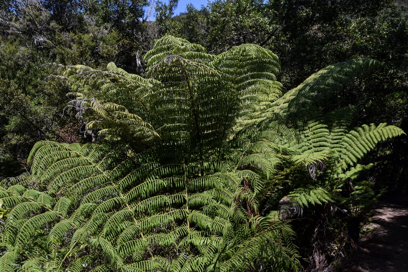 serial-travelers-nouvelle-zelande-roadtrip-randonnee-abel-tasman-fougere-arborescante