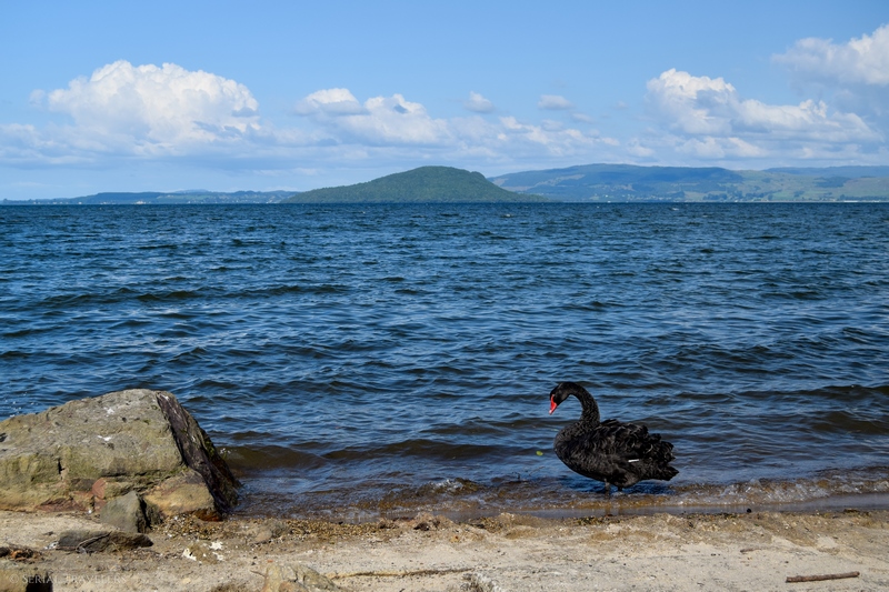 serial-travelers-nouvelle-zelande-rotorua-lac-rotorua-camping-willowhaven-cygne-noir-black-swan