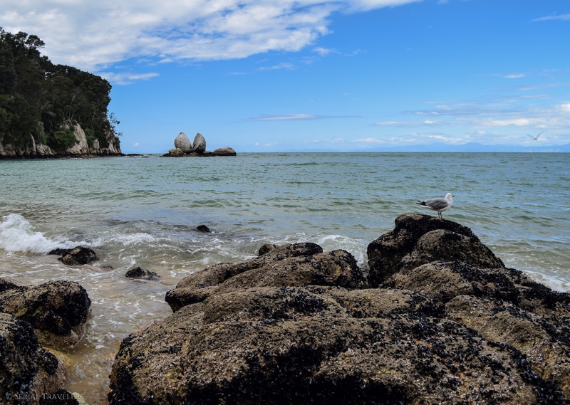 serial-travelers-nouvelle-zelande-roadtrip-randonnee-abel-tasman-apple-tree-2