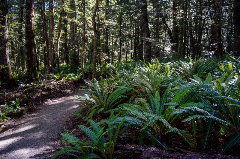 serial-travelers-nouvelle-zelande-te-anau-kepler-track-great-walk