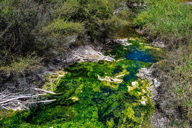 serial-travelers-nouvelle-zelande-waimangu-bird-nest-terrace