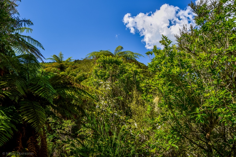 serial-travelers-nouvelle-zelande-waimangu-volcanic-valley3