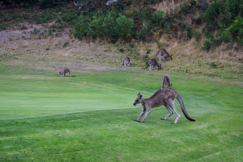 serial-travelers-australie-great-ocean-road-anglesea-golf-kangourous