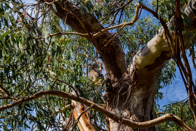 serial-travelers-australie-great-ocean-road-cape-otway-3