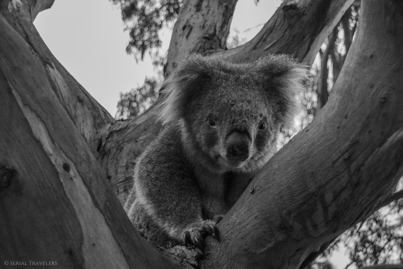 serial-travelers-australie-great-ocean-road-kennett-river-koala-selfie-4