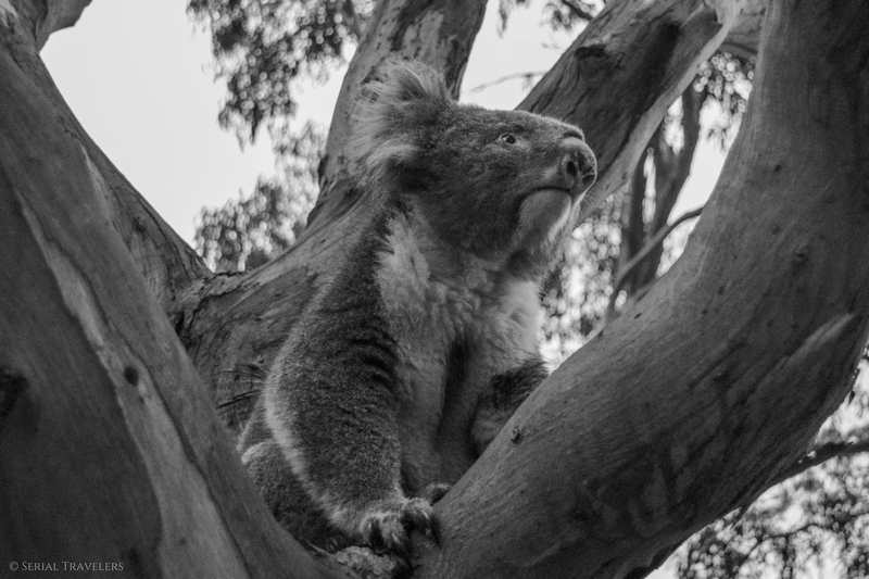 serial-travelers-australie-great-ocean-road-kennett-river-koala-selfie-6
