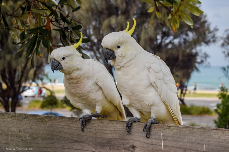 serial-travelers-australie-great-ocean-road-lorne-cacatoes-5