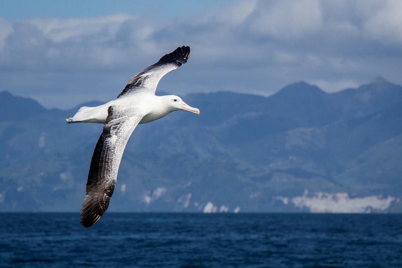 serial-travelers-kaikoura-whale-watch-albatros