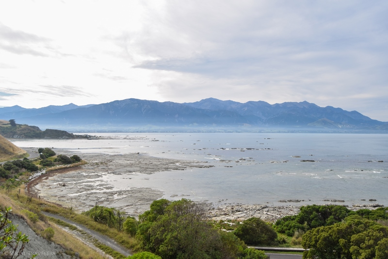 serial-travelers-nouvelle-zelande-kaikoura-20