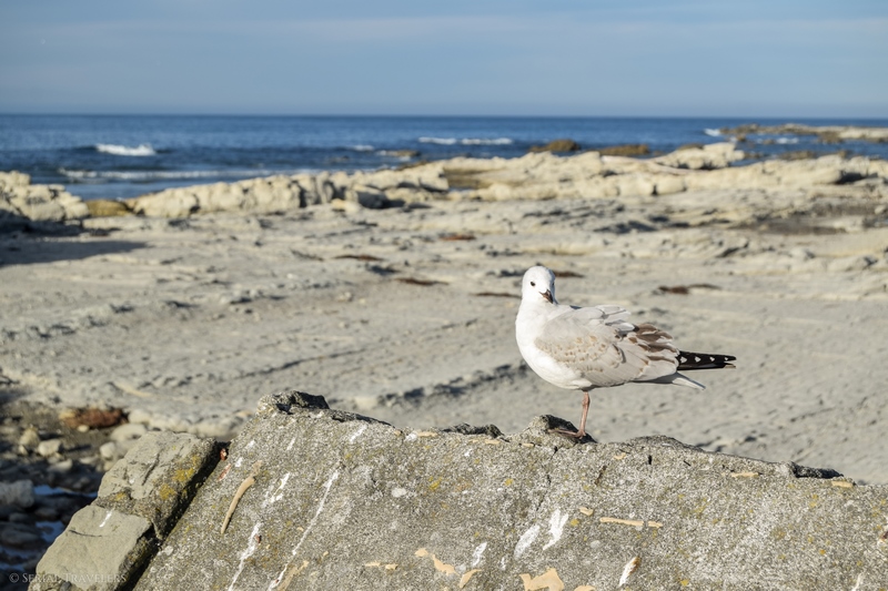 serial-travelers-nouvelle-zelande-kaikoura-mouette