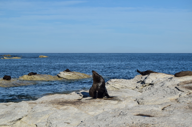 serial-travelers-nouvelle-zelande-kaikoura-otarie-3