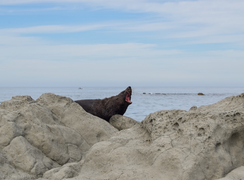 serial-travelers-nouvelle-zelande-kaikoura-otarie