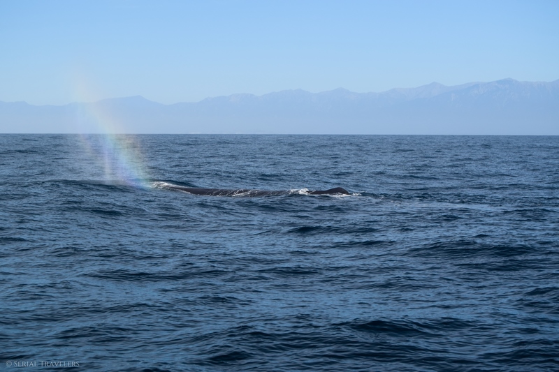 serial-travelers-nouvelle-zelande-kaikoura-whale-watch-cachalot-arc-en-ciel-2