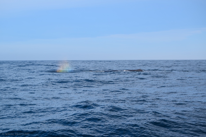 serial-travelers-nouvelle-zelande-kaikoura-whale-watch-cachalot-arc-en-ciel