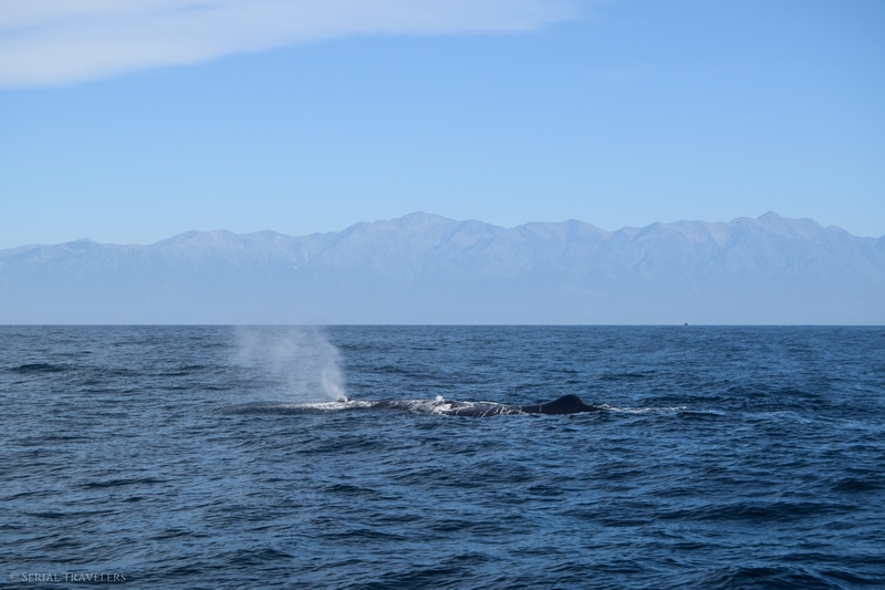 serial-travelers-nouvelle-zelande-kaikoura-whalewatch-cachalot-sperm-whale