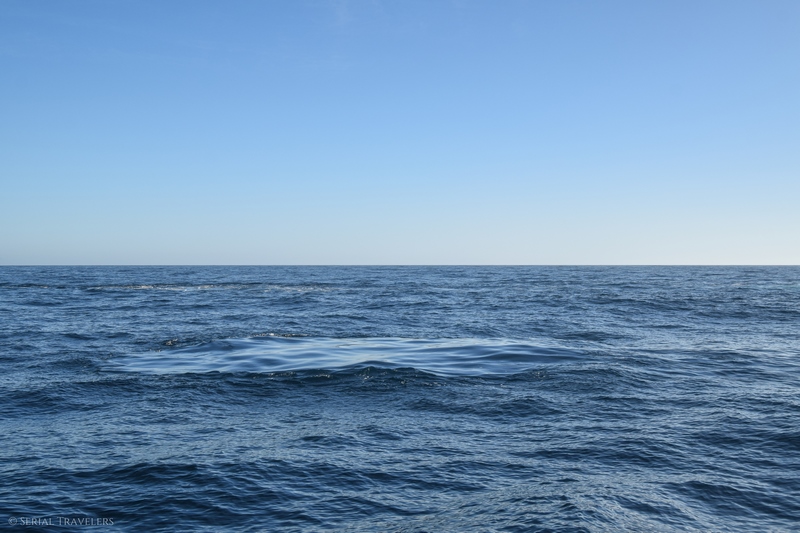 serial-travelers-nouvelle-zelande-kaikoura-whalewatch-trace-baleine