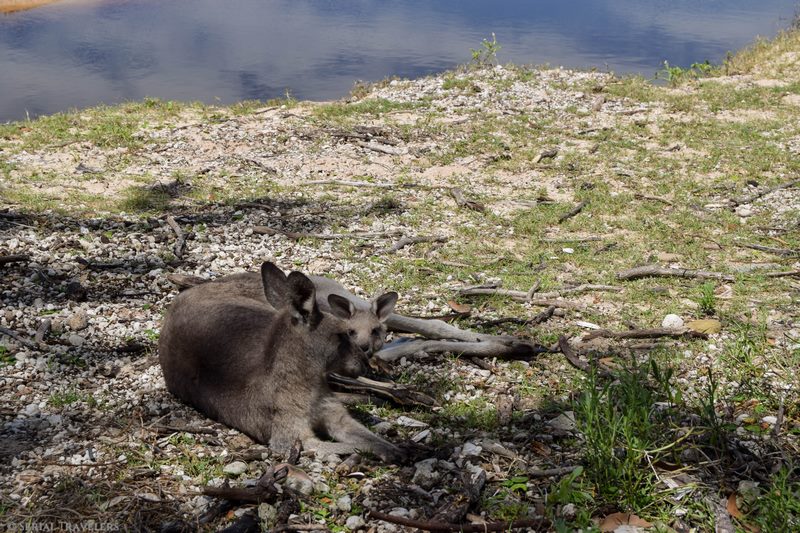serial-travelers-australie-roadtrip-ou-voir-kangourou-sauvage-plage-pebbly-beach-3