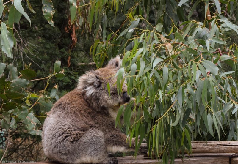 serial-travelers-australie-roadtrip-van-phillips-island-koala-conservation-center-8 (Copier)