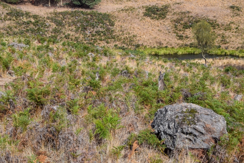 serial-travelers-australie-the-grampians-mount-rouse-wild-kangaroos3