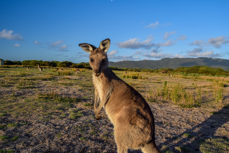 serial-travelers-australie-wilsons-promontory-national-park-prom-wildlife-walk-kangaroo-selfie9