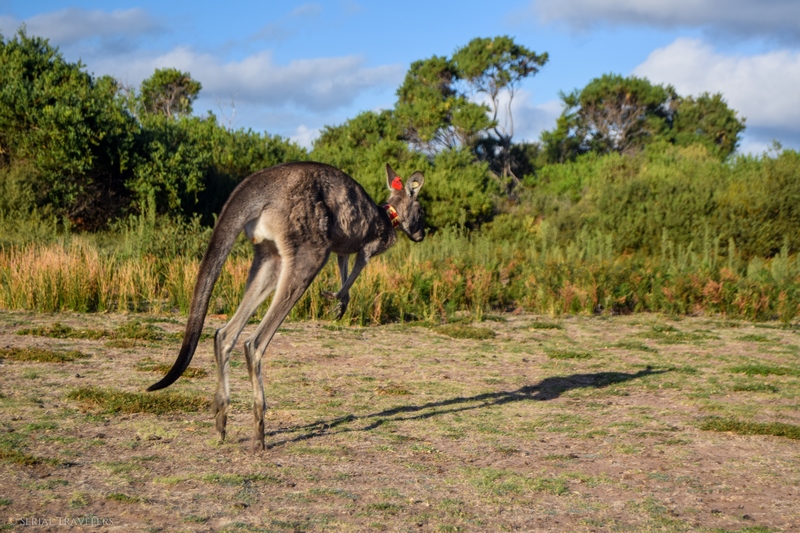 serial-travelers-australie-wilsons-promontory-national-park-prom-wildlife-walk-kangaroos-saut