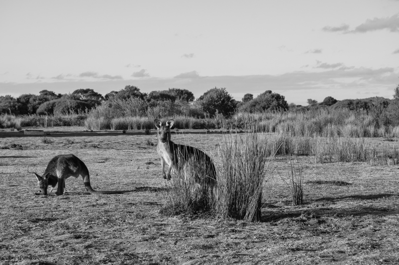 serial-travelers-australie-wilsons-promontory-national-park-prom-wildlife-walk-kangaroos5