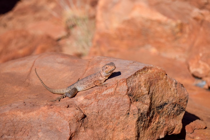 serial-travelers-australie-kings-canyon-rim-walk-agame-barbu3