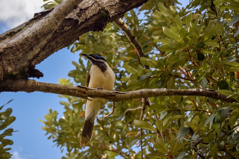 serial-travelers-australie-carlo-sandblow-bird5