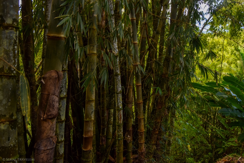 serial-travelers-martinique-jardin-de-balata-bambouseraie2