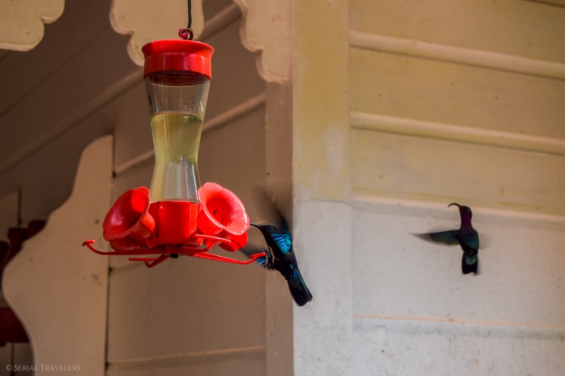 serial-travelers-martinique-jardin-de-balata-coin-des-colibris2