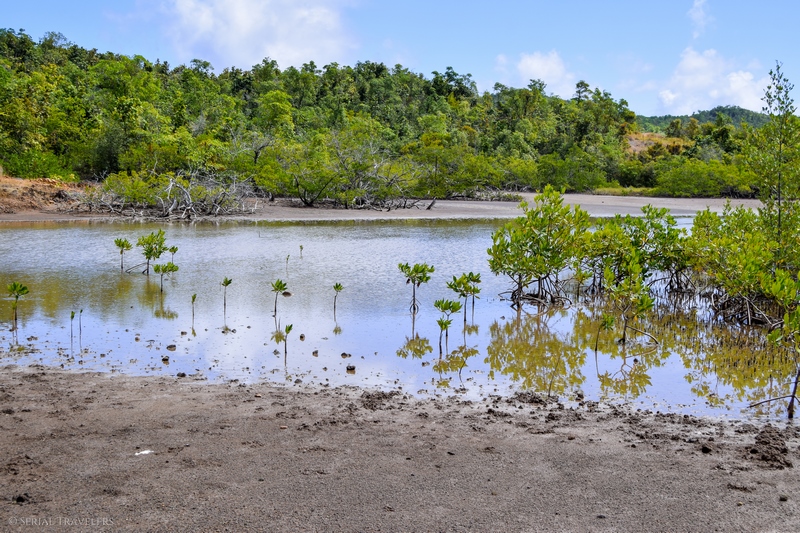 serial-travelers-martinique-randonnee-presquile-caravelle-mangrove5