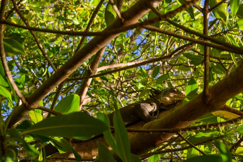 serial-travelers-martinique-ilet-chancel-iguane-mangrove3