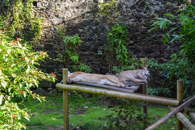 serial-travelers-martinique-zoo-martinique-33