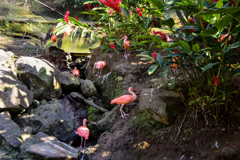 serial-travelers-martinique-zoo-martinique-38