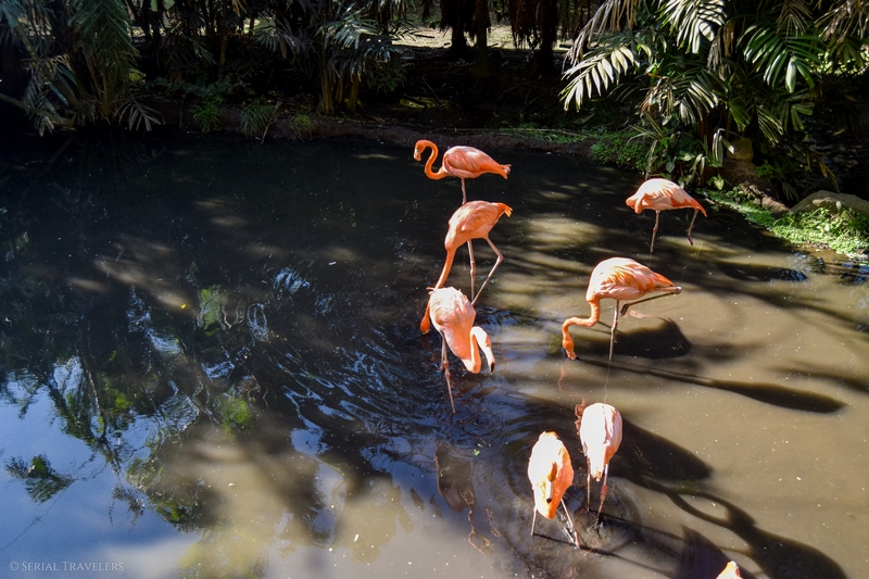 serial-travelers-martinique-zoo-martinique-39