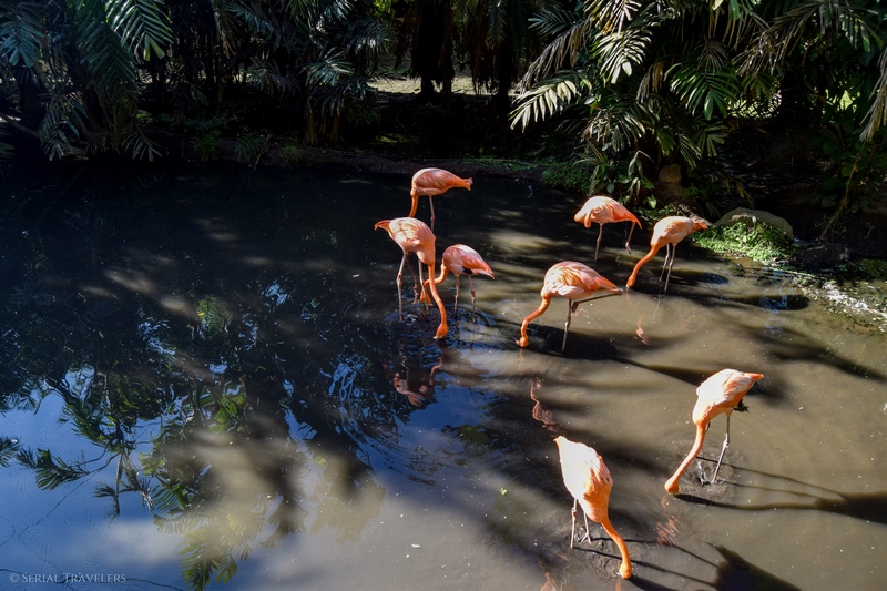 serial-travelers-martinique-zoo-martinique-40