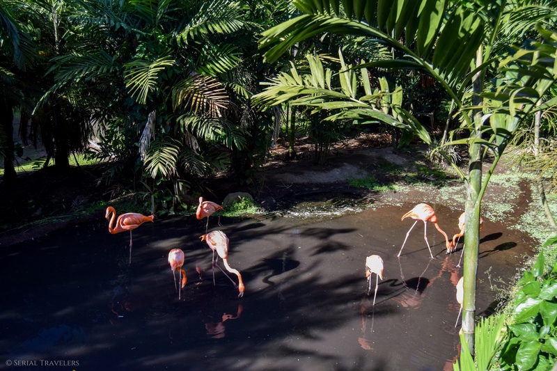 serial-travelers-martinique-zoo-martinique-41