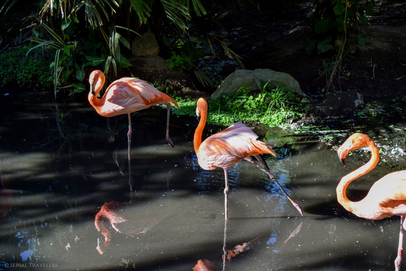 serial-travelers-martinique-zoo-martinique-42