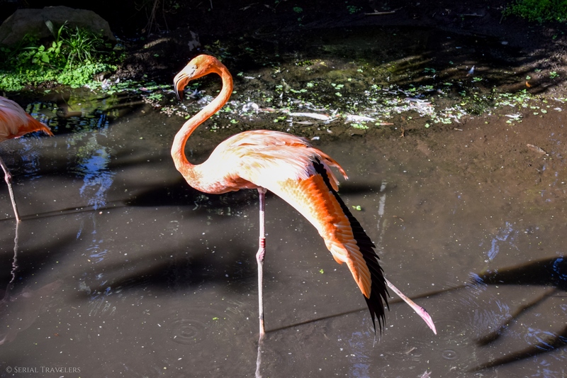 serial-travelers-martinique-zoo-martinique-43