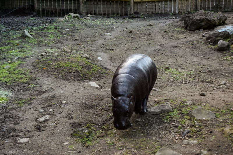 serial-travelers-martinique-zoo-martinique-45