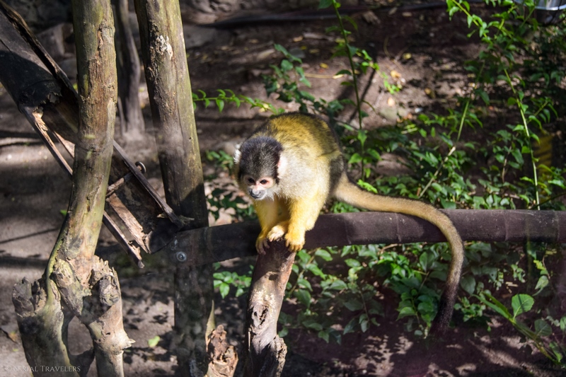 serial-travelers-martinique-zoo-martinique-8